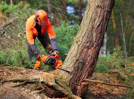 Best Residential Tree Removal  in Barnum Island, NY