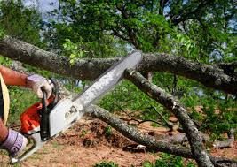 Best Stump Grinding and Removal  in Barnum Island, NY