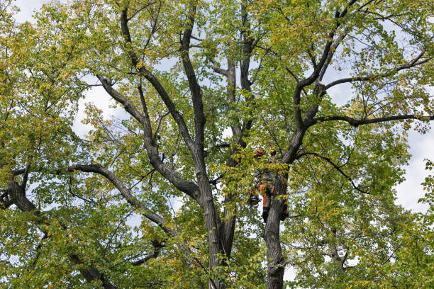 Best Arborist Consultation Services  in Barnum Island, NY